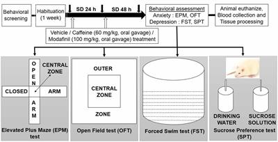 Caffeine and Modafinil Ameliorate the Neuroinflammation and Anxious Behavior in Rats during Sleep Deprivation by Inhibiting the Microglia Activation